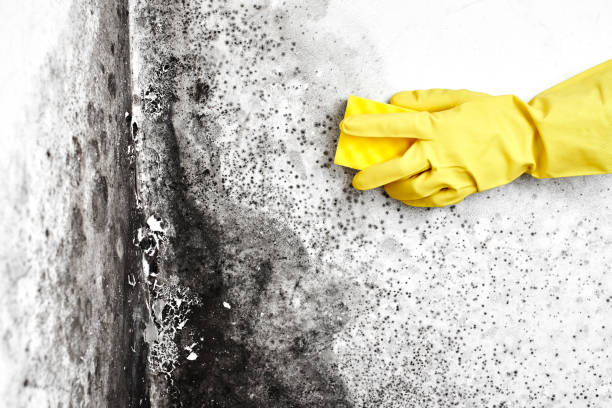 Best Affordable Mold Removal  in Vandenberg Af, CA