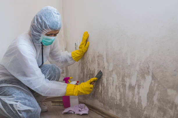 Best Mold Cleaning Services  in Vandenberg Af, CA