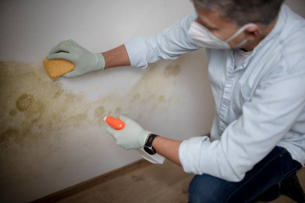 Best Toxic Mold Removal  in Vandenberg Af, CA