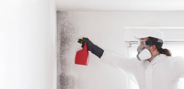 Best Office Mold Removal Services  in Vandenberg Af, CA