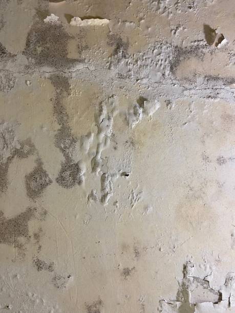 Best Same-Day Mold Removal  in Vandenberg Af, CA