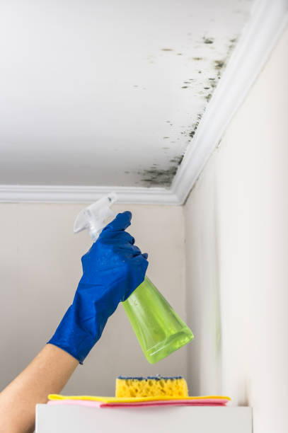 Best Commercial Mold Removal  in Vandenberg Af, CA
